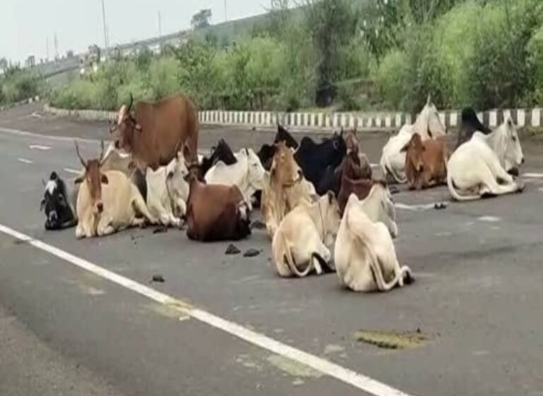 शहरी हो या ग्रामीण इलाका, सड़कों पर दिखे गाय बैल तो करें तुरंत यह उपाय