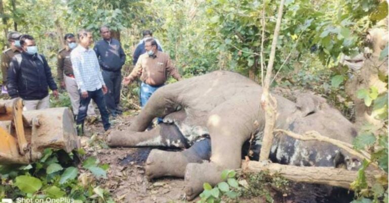 प्रदेश में लगातार हो रही हाथियों की मौत, प्रशासन बेखबर, कहीं विलुप्त हो ना जाए गजराज