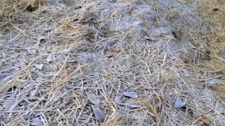 “छत्तीसगढ़ का शिमला”” में क्यों उमड़ रही सैलानियों की भीड़, शिमला को छत्तीसगढ़ में देखना है तो चले आइए मैनपाट